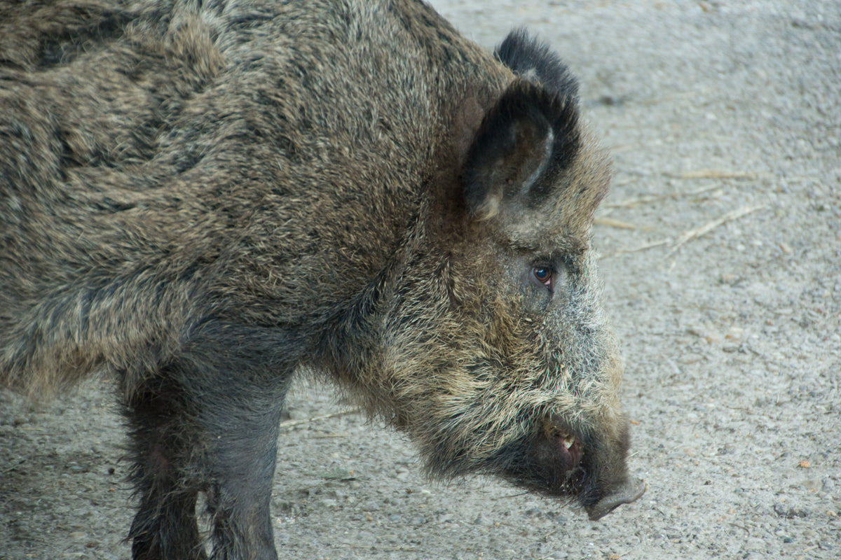 Wild boar / predator combo (Texas)