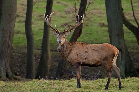 Red Stag, Bull Tahr & Fallow Buck (South Island, New Zealand)