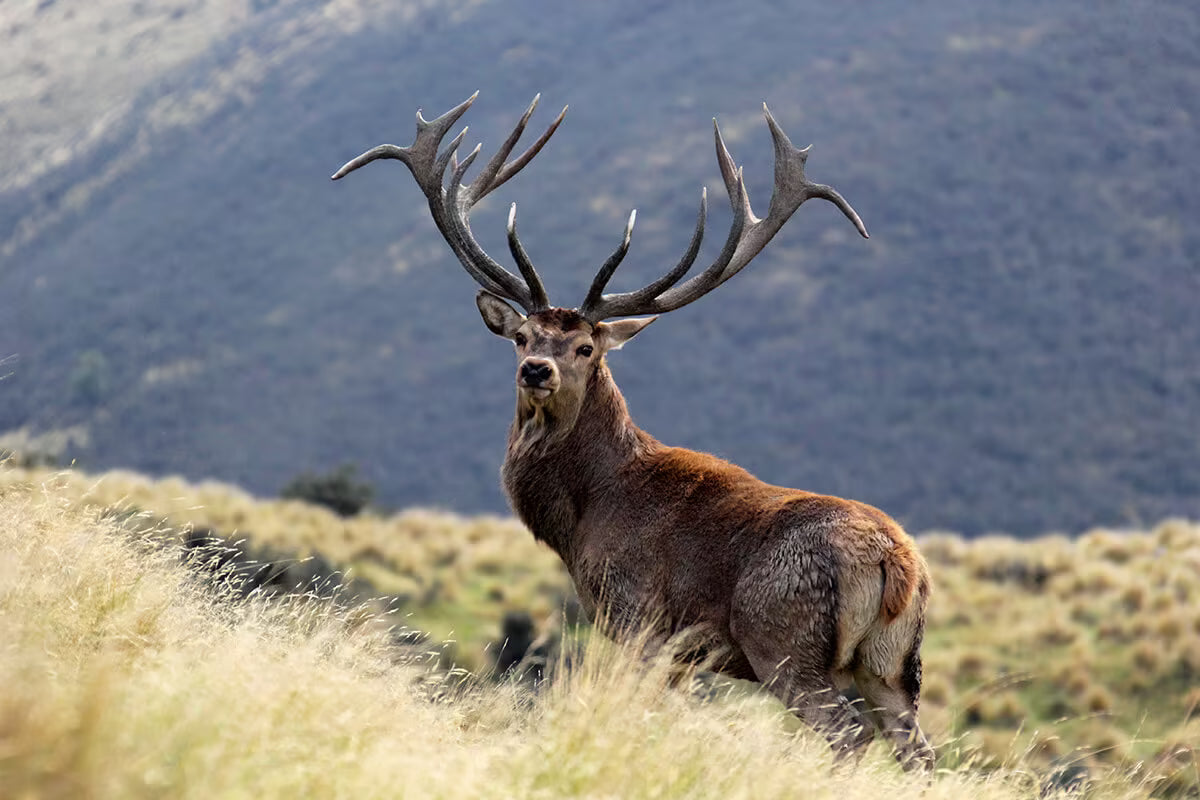 Estate Red Stag Hunt (New Zealand)