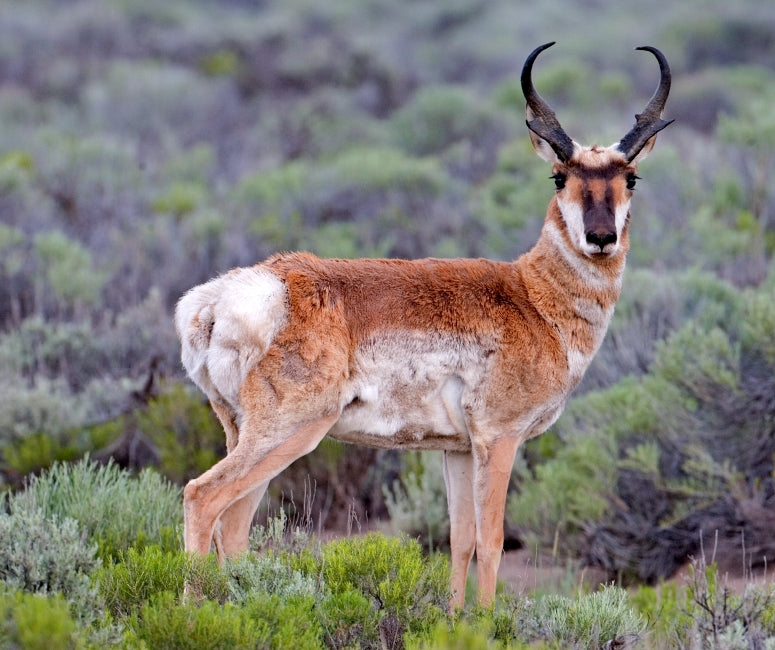 All inclusive- elk, pronghorn, white tail, mule deer (Montana/ Wyoming)