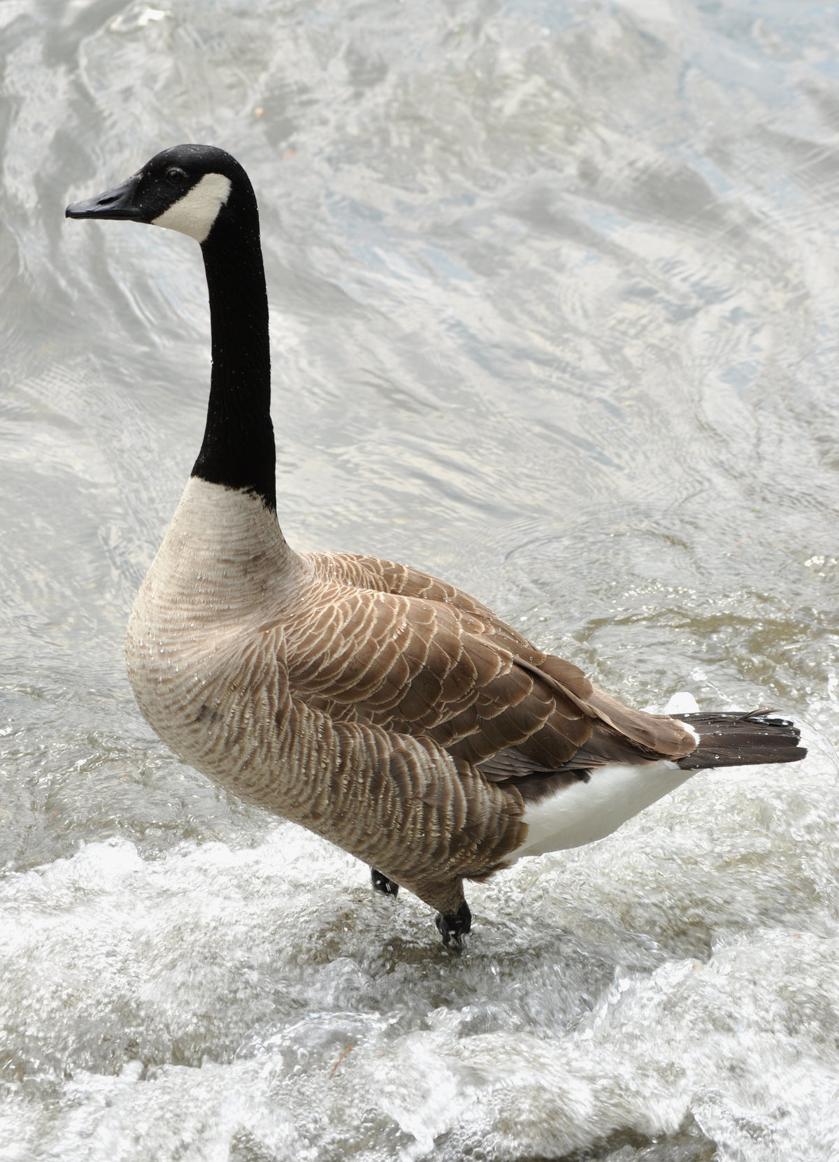 Canada goose