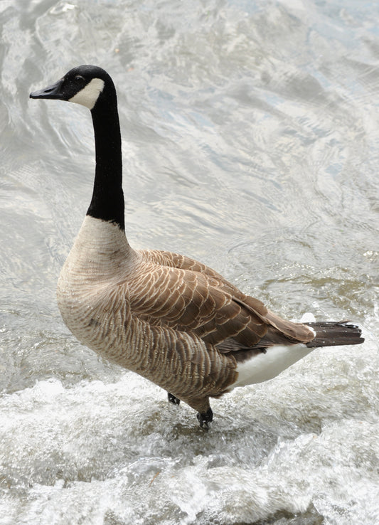 Canada goose