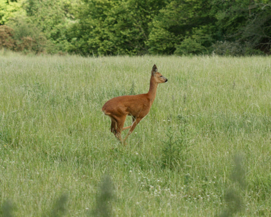Roe deer (roebuck)