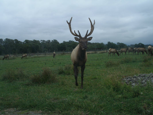 Roosevelt elk