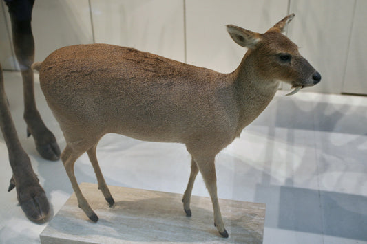 Water deer (Chinese water deer)