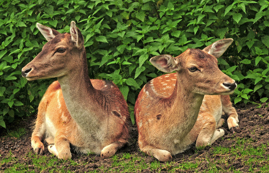 Fallow deer (fallow buck)