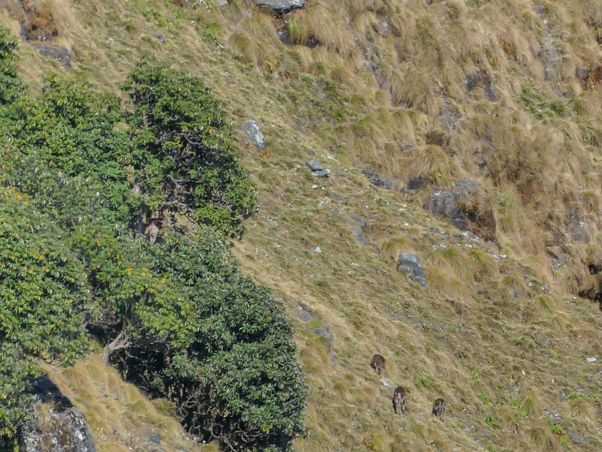 Himalayan tahr (bull tahr)