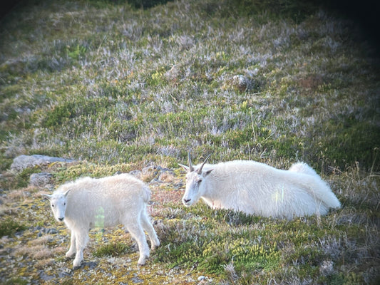 Mountain Goat Platinum Expedition (British Columbia, Canada)