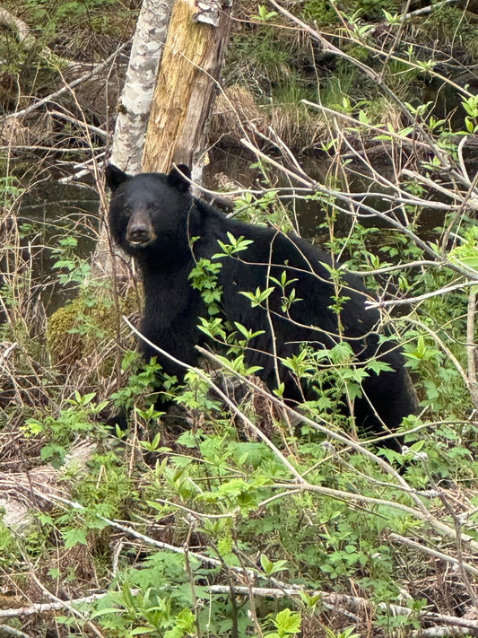 Spring Black Bear Ocean Experience (Coastal British Columbia, Canada)