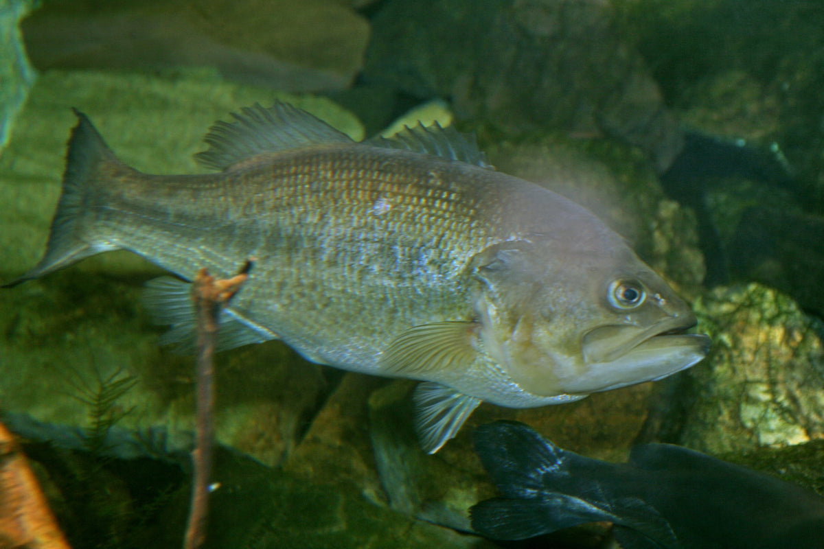 Largemouth bass (fishing)