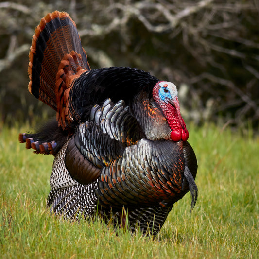 Eastern wild turkey