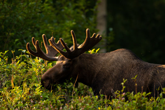 Moose / European elk
