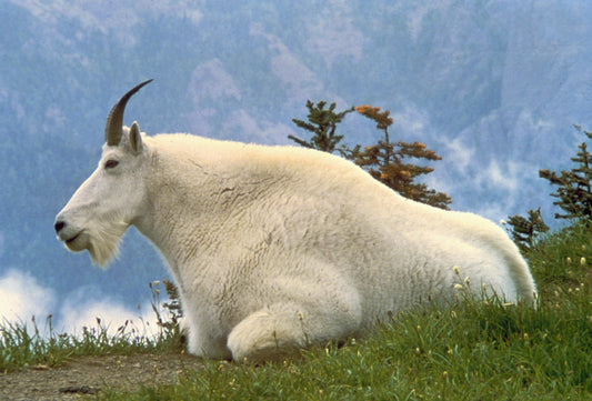 Mountain goat