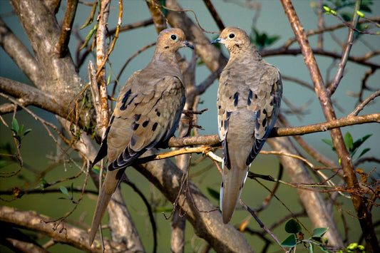 Mourning dove (upland game bird)