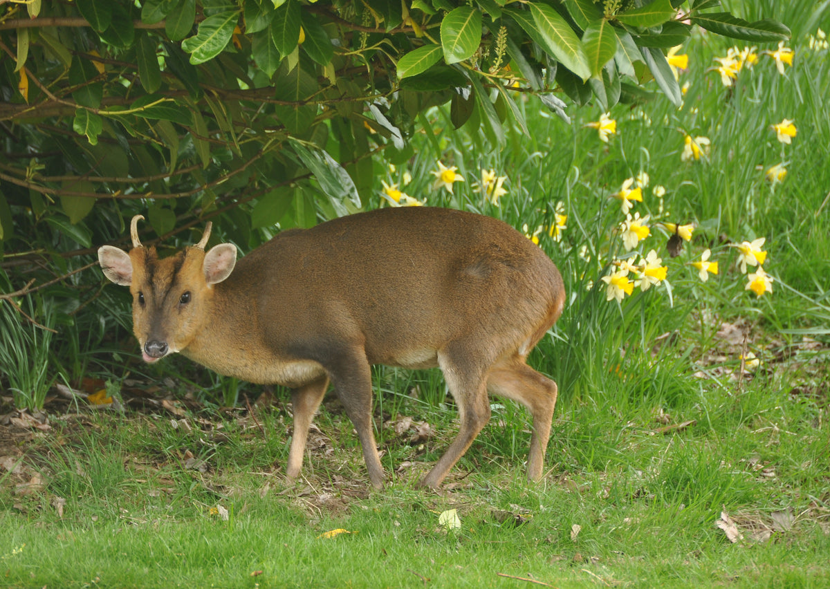 Reeves's muntjac