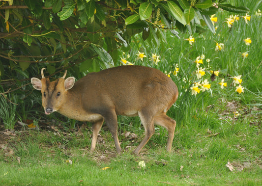Reeves's muntjac