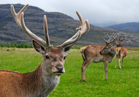 Red deer (red stag)