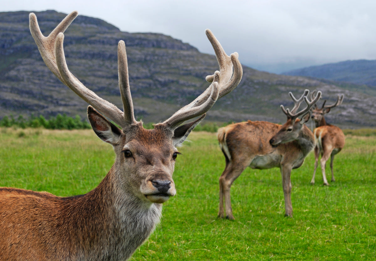 Red deer (red stag)