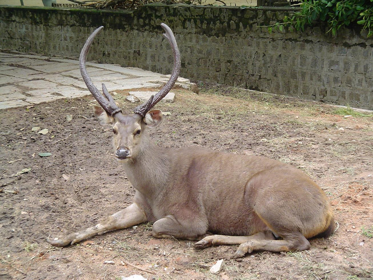 Sambar deer
