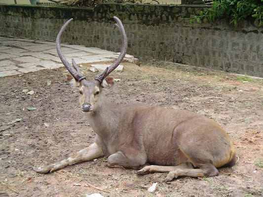 Sambar deer