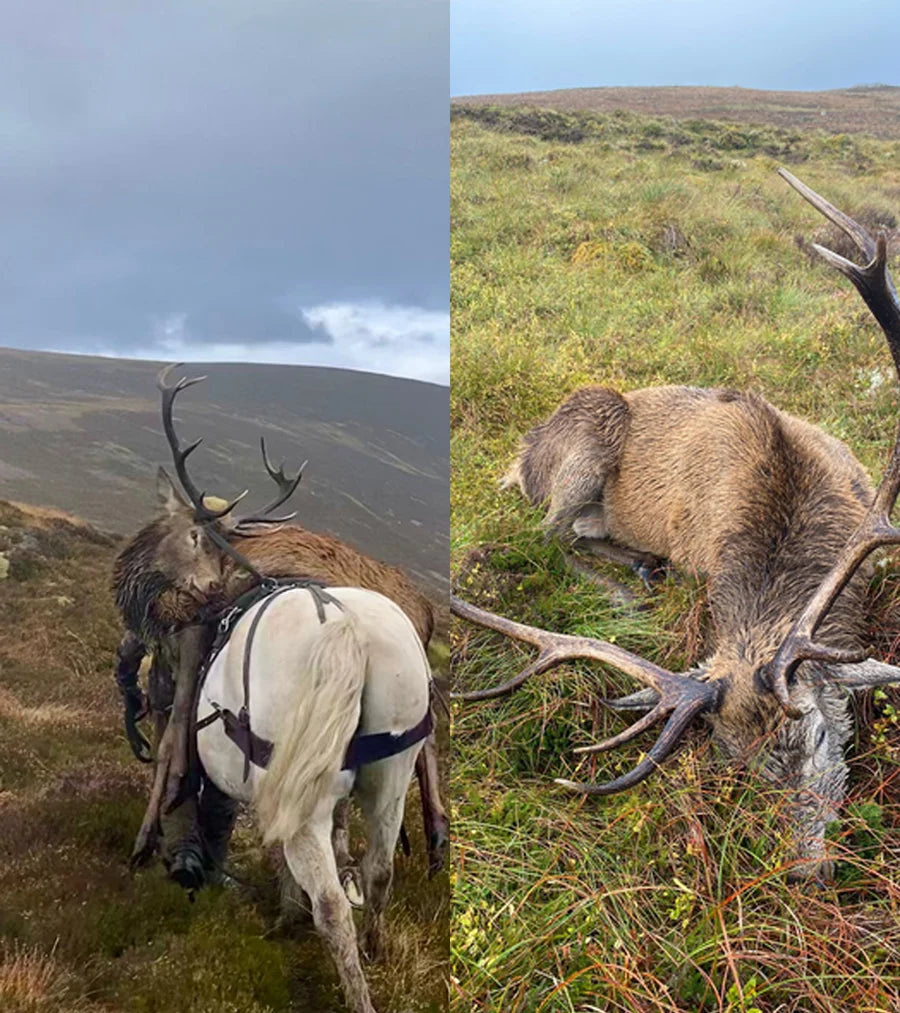 6x Wild Scottish Red & Sika Stags (Ross-shire, Scotland)