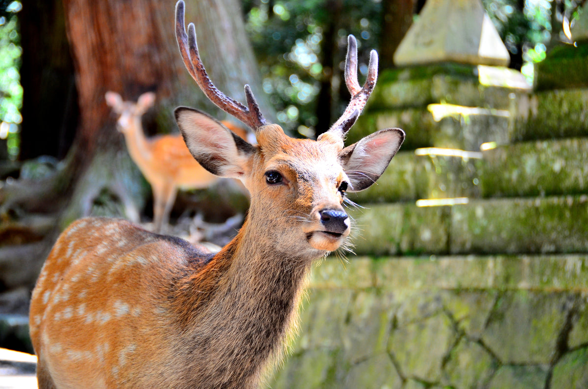 Sika deer