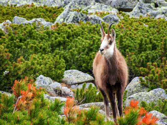 Chamois