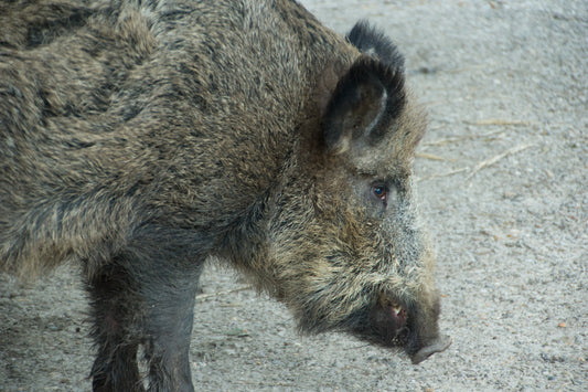 Wild boar / feral hog