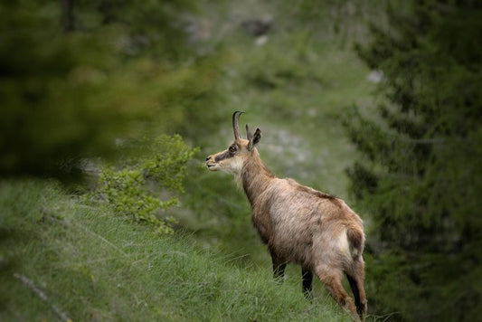 Bull Tahr & Chamois Hunt (South Island, New Zealand)