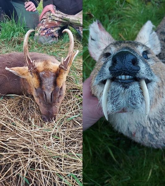 CWD & Muntjac Combination (Norfolk / Suffolk, England)