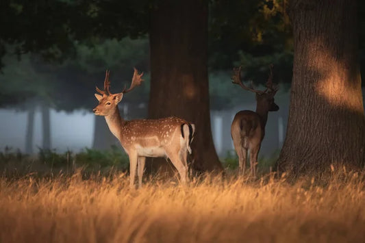 Fallow Buck (South Island, New Zealand)