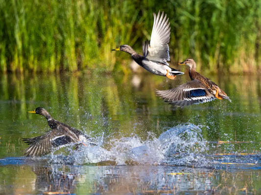 Coastal Duck Hunting (Coastal British Columbia, Canada)