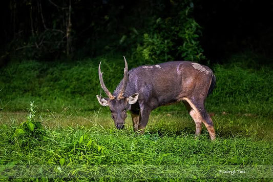 Sambar Hunt (North Island)