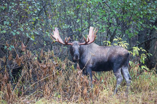 Classic BC Moose Hunt (British Columbia, Canada)