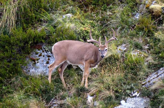 South Pacific Whitetail Hunt (New Zealand)