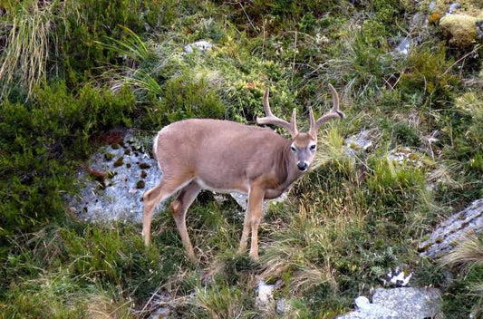 South Pacific Whitetail Hunt (New Zealand)