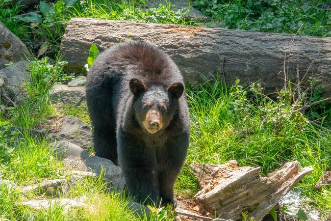 Spring Black Bear Lodge Hunt (Coastal British Columbia, Canada)