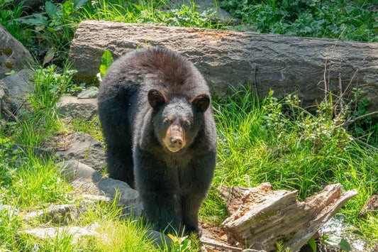 Spring Black Bear Lodge Hunt (Coastal British Columbia, Canada)
