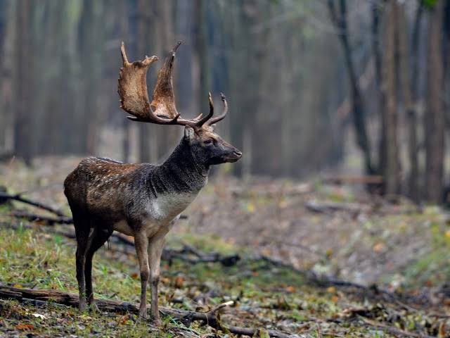 Fallow Buck Hunt (New Zealand)