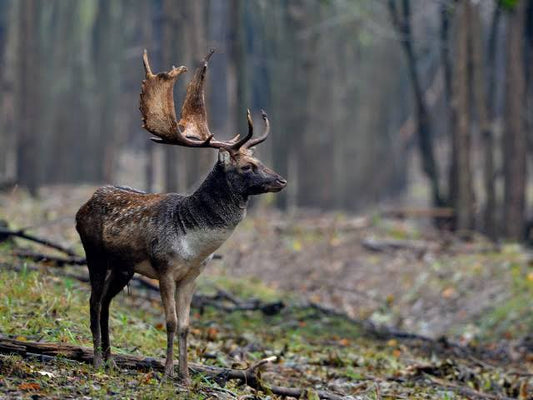 Fallow Buck Hunt (New Zealand)