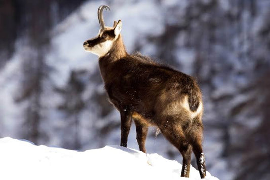 Chamois Hunt (New Zealand)
