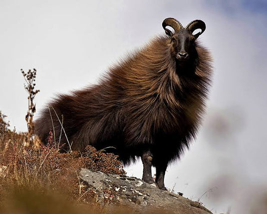 Bull Tahr Hunt (New Zealand)