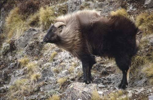 Private Land Bull Tahr (South Island, New Zealand)