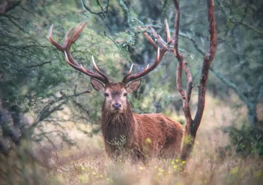 Free-Range Red Stag — alternate live guide (South Island, New Zealand)