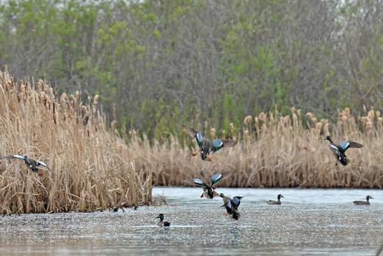 All-Inclusive Louisiana Cast & Blast Waterfowl Hunting Trips (Appalachia Ohio)