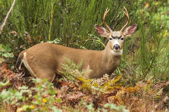 Columbia Blacktail Deer (British Columbia, Canada)