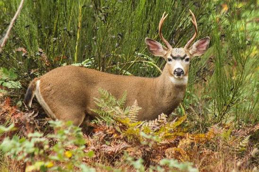 Columbia Blacktail Deer (British Columbia, Canada)
