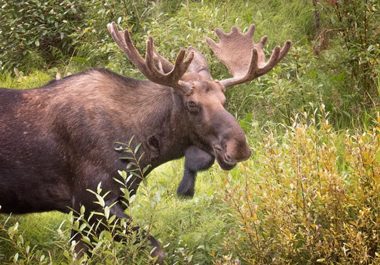 2-on-1 Moose Hunt (British Columbia, Canada)