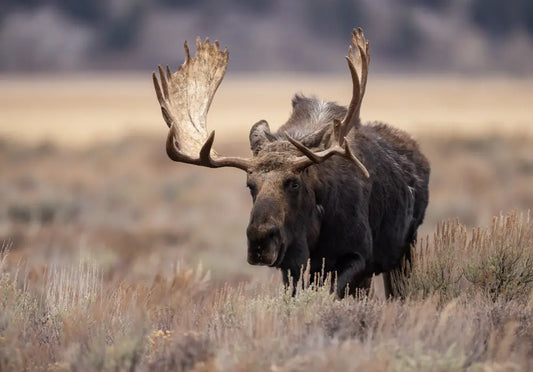 Moose & Goat Combo Hunt (British Columbia, Canada)
