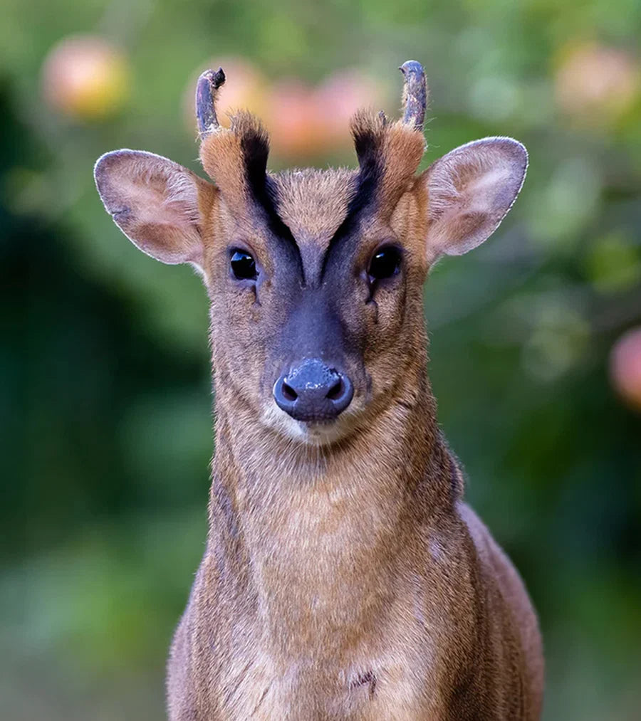 Reeves's Muntjac Cull (Worcestershire, England)
